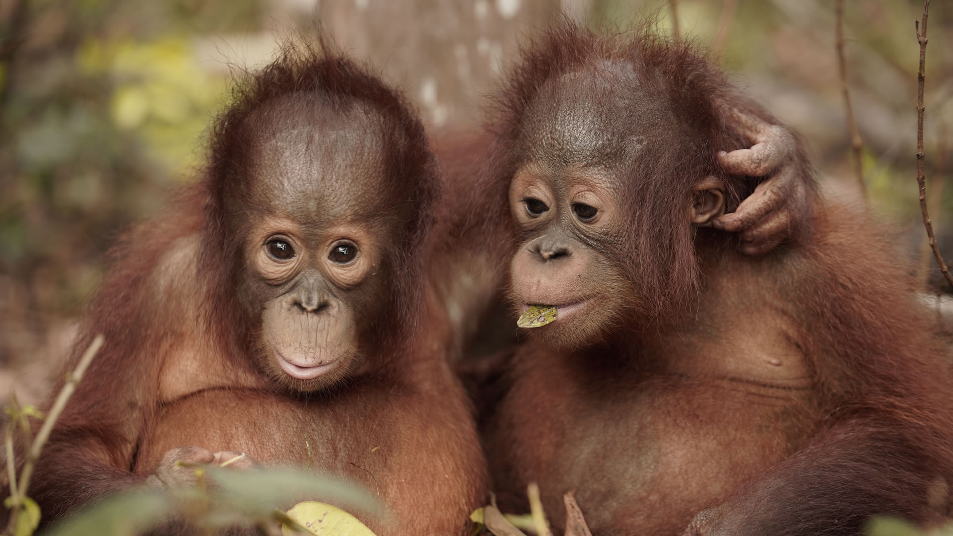 Orangutan Jungle Shool